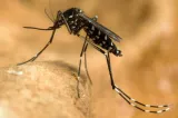 INSP: 2 cazuri de infecție cu virusul West Nile, confirmate în județul Cluj în 2026