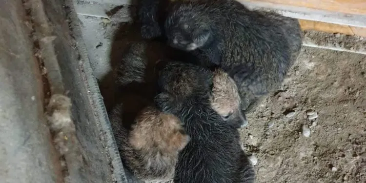 catelusi