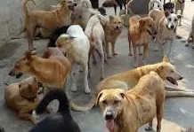 caini
