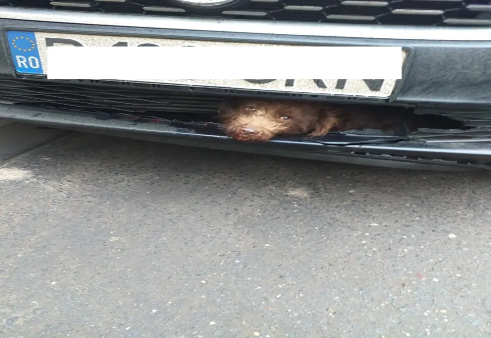 FOTO | Gest impresionant al poliţiştilor clujeni după ce un căţel a fost lovit de o maşină