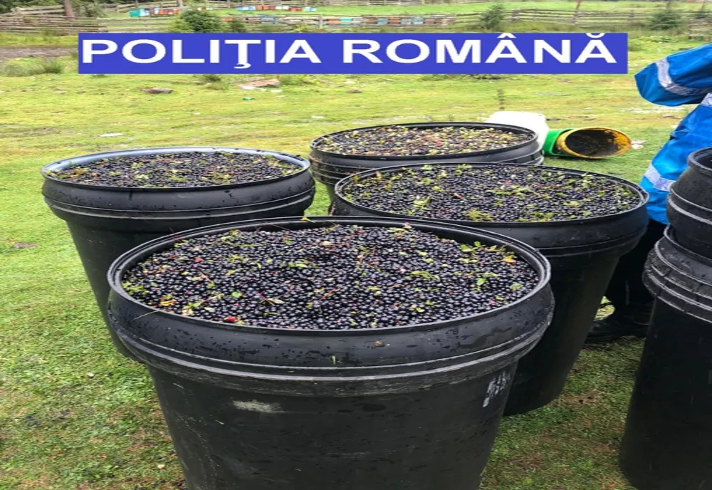FOTO | Sute de kilograme de afine confiscate de poliţiştii clujeni