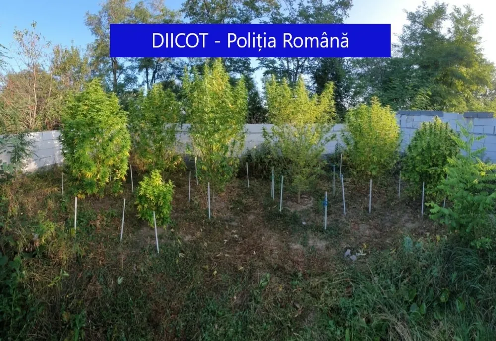 FOTO | 19 percheziţii domicilare în Mureş şi Cluj! Oamenii legii au confiscat 96 de kilograme de droguri