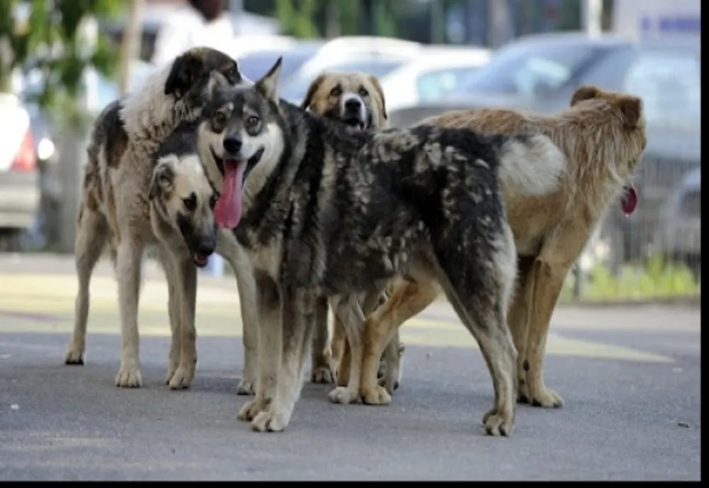 Consiliul Județean Cluj se alătură luptei împotriva abuzurilor față de animale