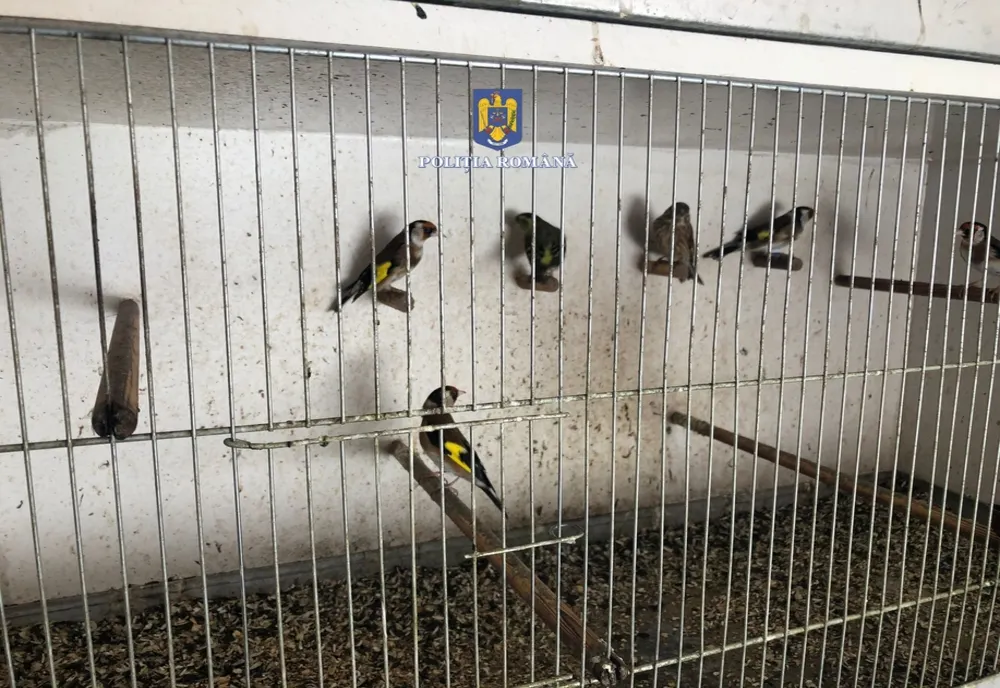 Clujean cercetat de oamenii legii după ce a capturat 28 de păsări sălbatice