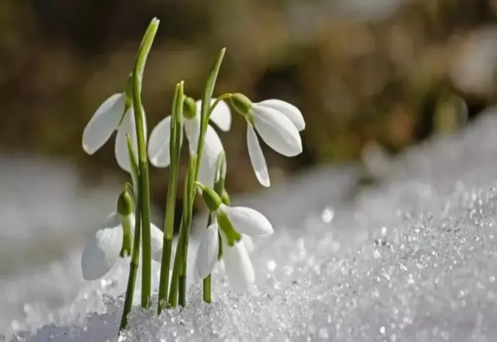 PROGNOZA METEO 21 IANUARIE. TEMPERATURI NEFIREȘTI PENTRU DATA DIN CALENDAR