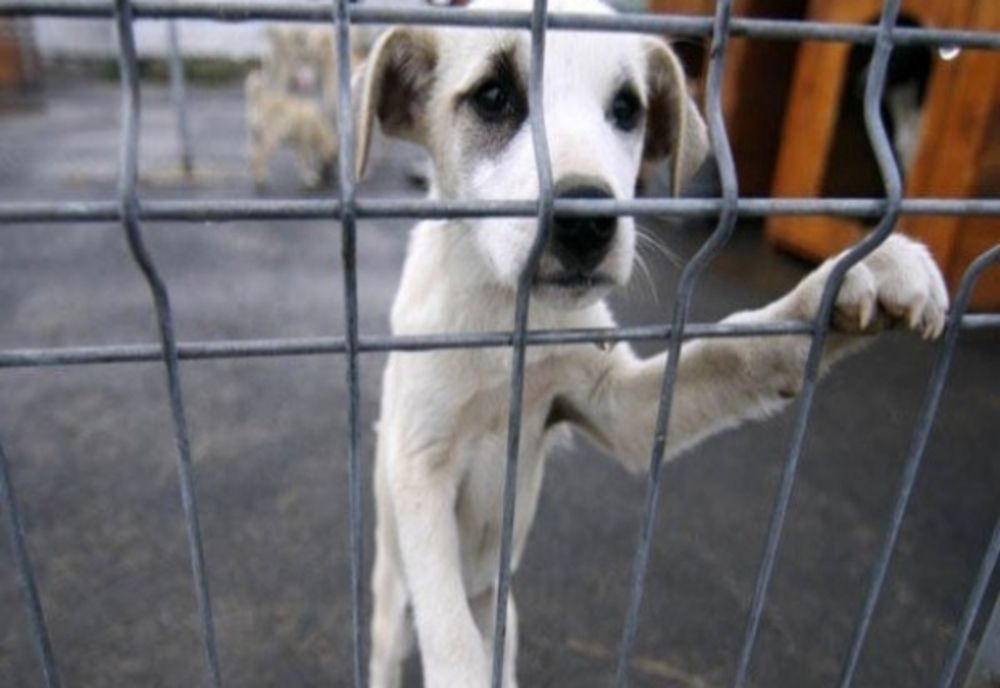 ÎNCHISOARE DE PÂNĂ LA TREI ANI! A ucis un câine și l-a fotografiat, agățat de gard