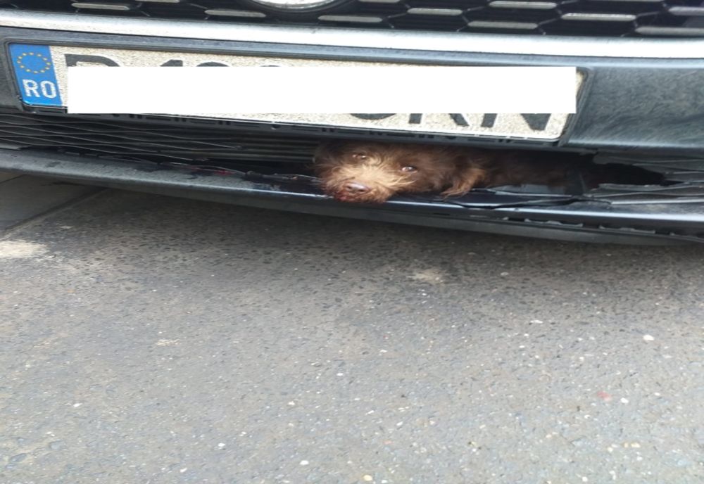 FOTO | Gest impresionant al poliţiştilor clujeni după ce un căţel a fost lovit de o maşină