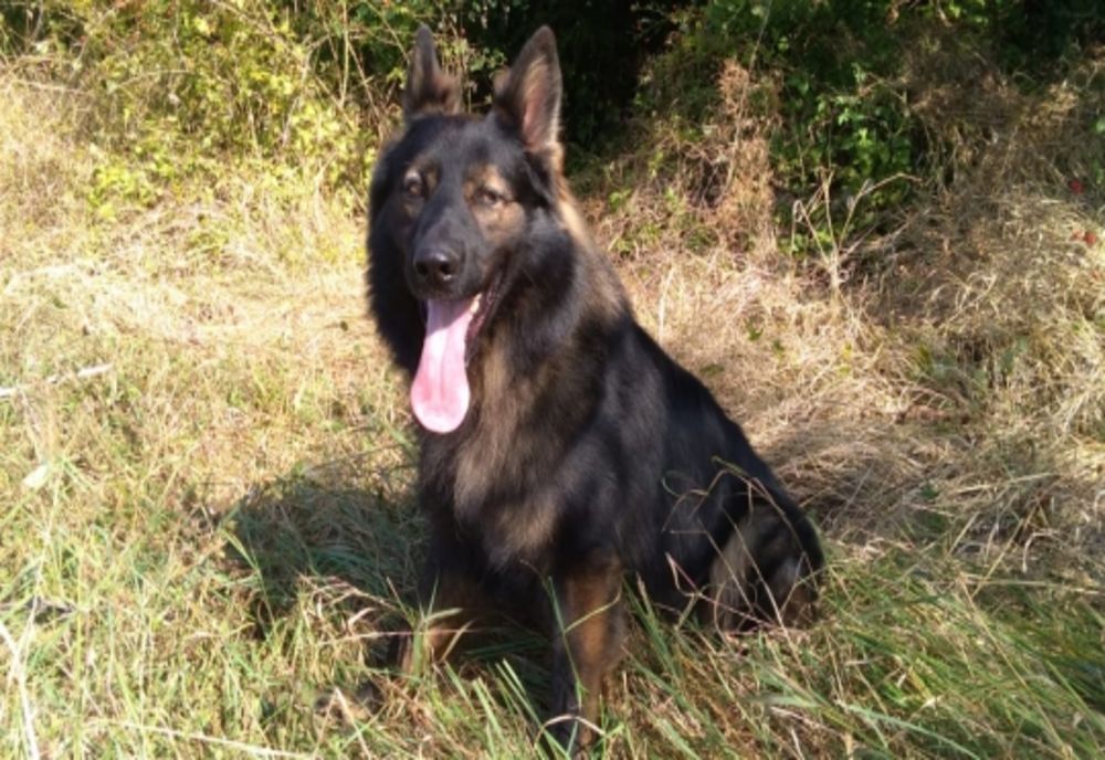 Caz şocant la Cluj: 50 de vietnamezi ar fi mâncat un câine