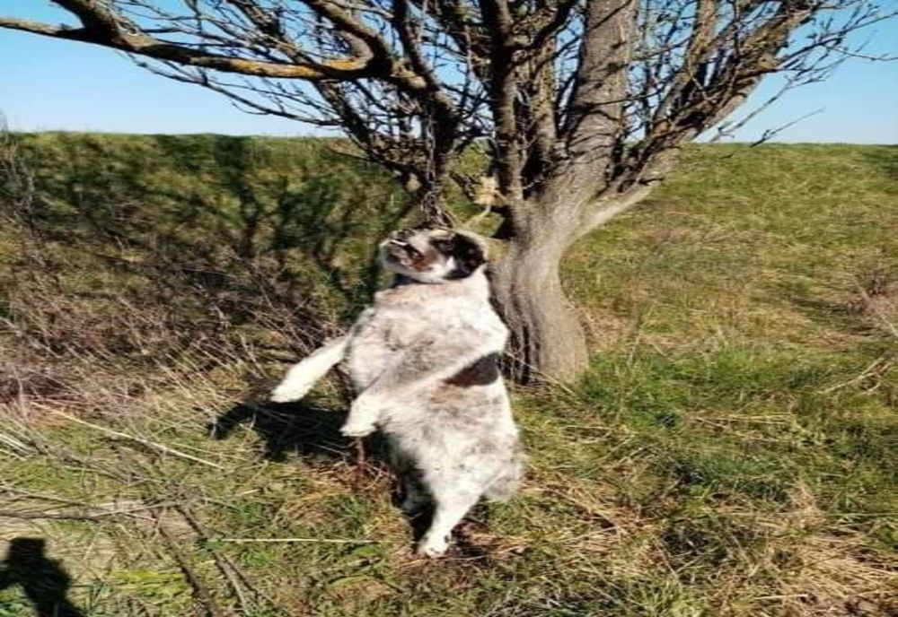 VIDEO | Cruzime la Gherla: căţeluşă gestantă spânzurată de un copac în Gherla! Se oferă recompensă pentru prinderea făptaşului