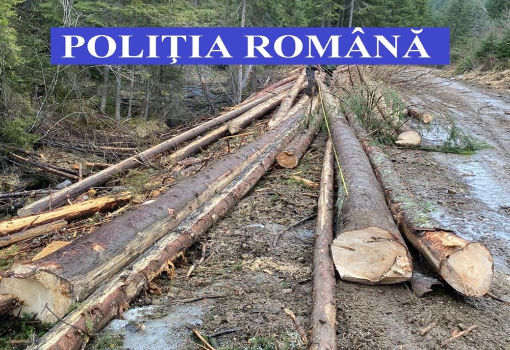 FOTO | Poliţiştii clujeni au confiscat peste 200 de metri cubi de material lemnos