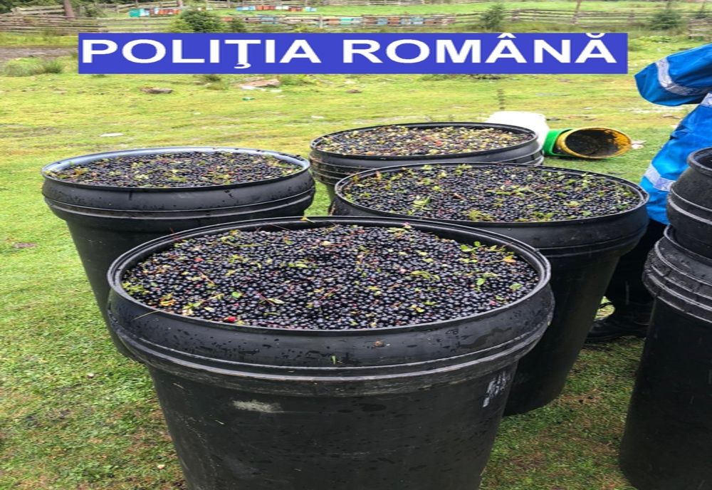 FOTO | Sute de kilograme de afine confiscate de poliţiştii clujeni