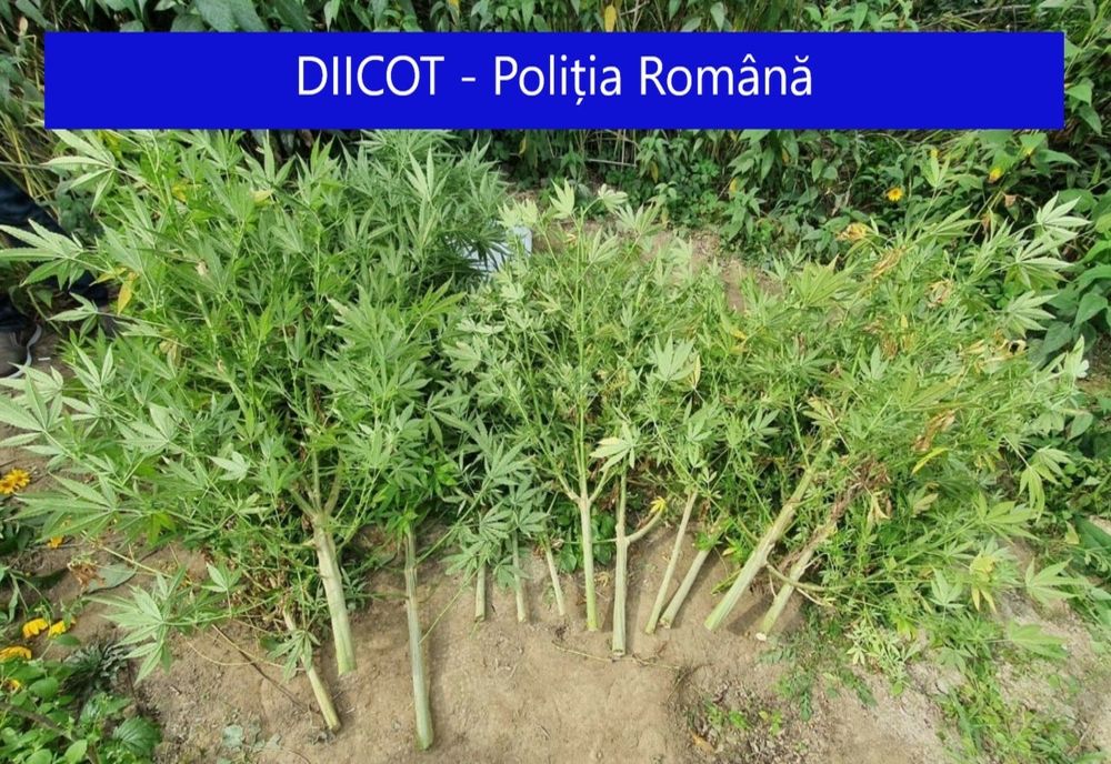 FOTO | Doi tineri din Dej reţinuţi pentru trafic de droguri! Poliţiştii au descoperit o cultură de canabis lângă Dej
