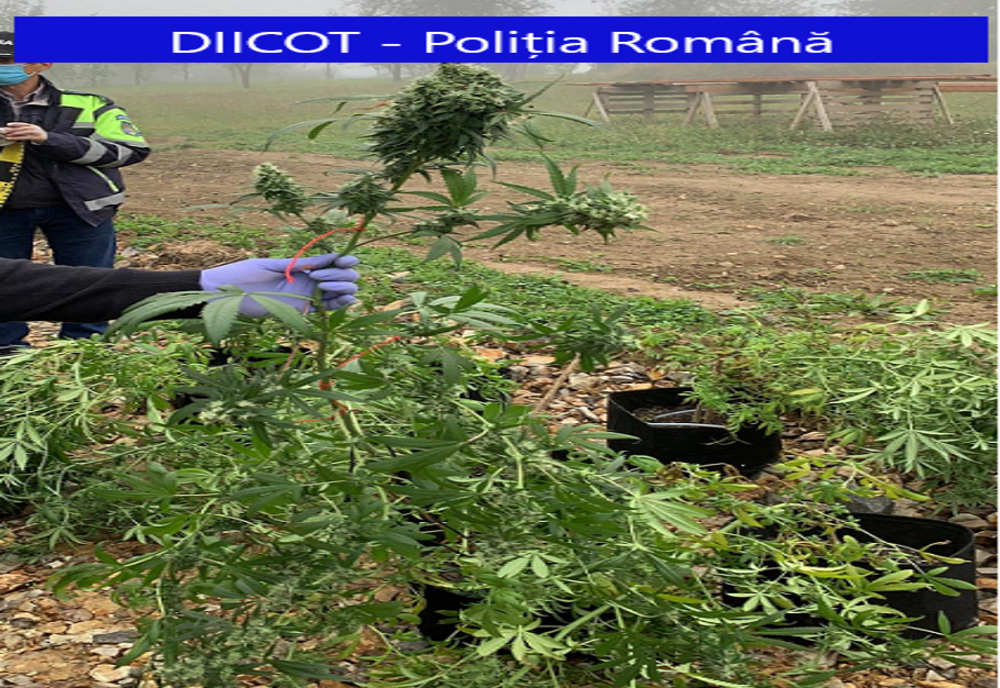 FOTO | Două persoane reţinute pentru trafic de droguri! Oamenii legii i-au prins cu aproape 4 grame de cannabis şi 8 plante de cannabis