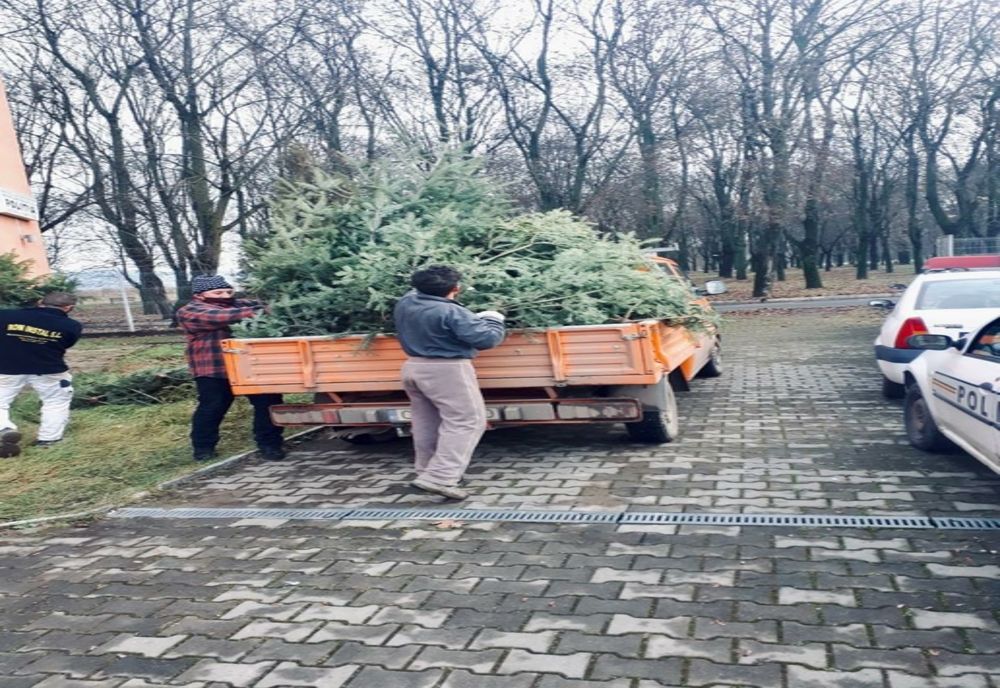FOTO | 30 de pomi de Crăciun au fost confiscaţi de poliţiştii clujeni