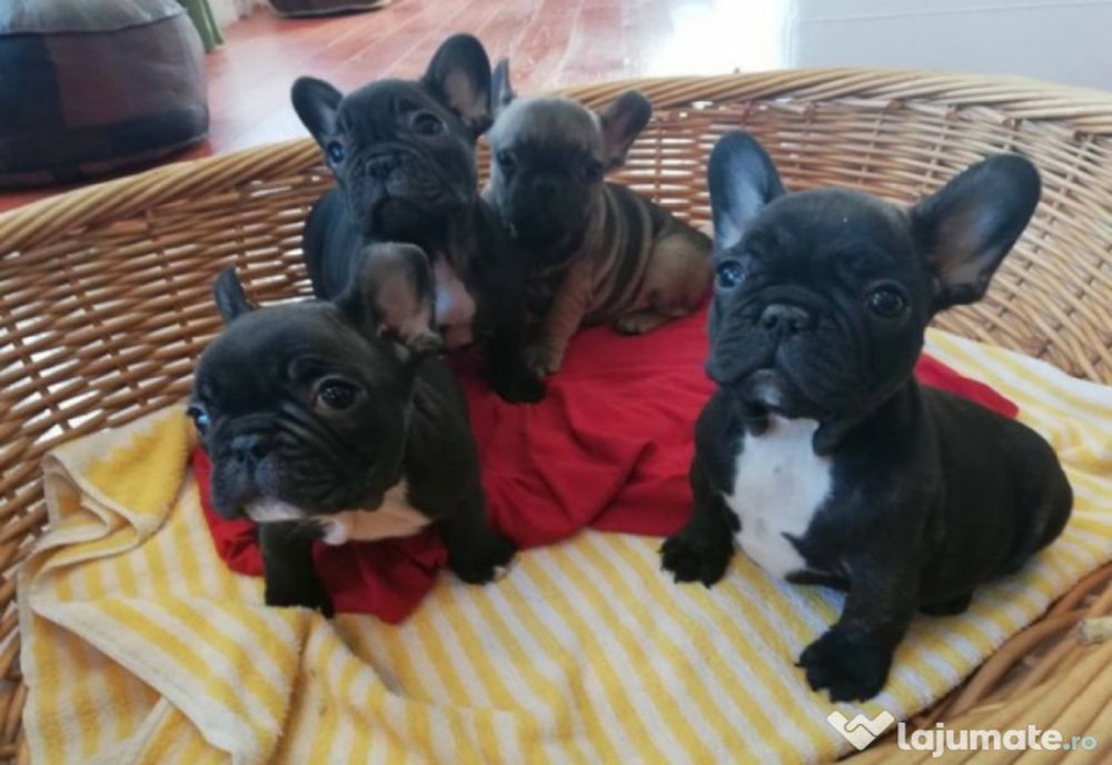 Percheziţii în Dej, în baza unui ordin european, la persoane bănuite de trafic ilegal de câini