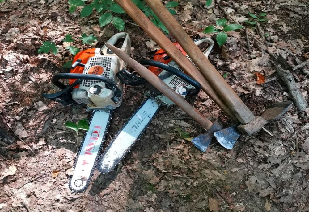 Bărbat reţinut pentru tăiere şi furt de arbori