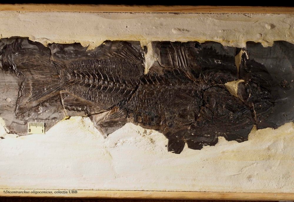  Cea mai veche fosilă de „biban de mare european”. Specia, veche de aproximativ 33 milioane de ani 