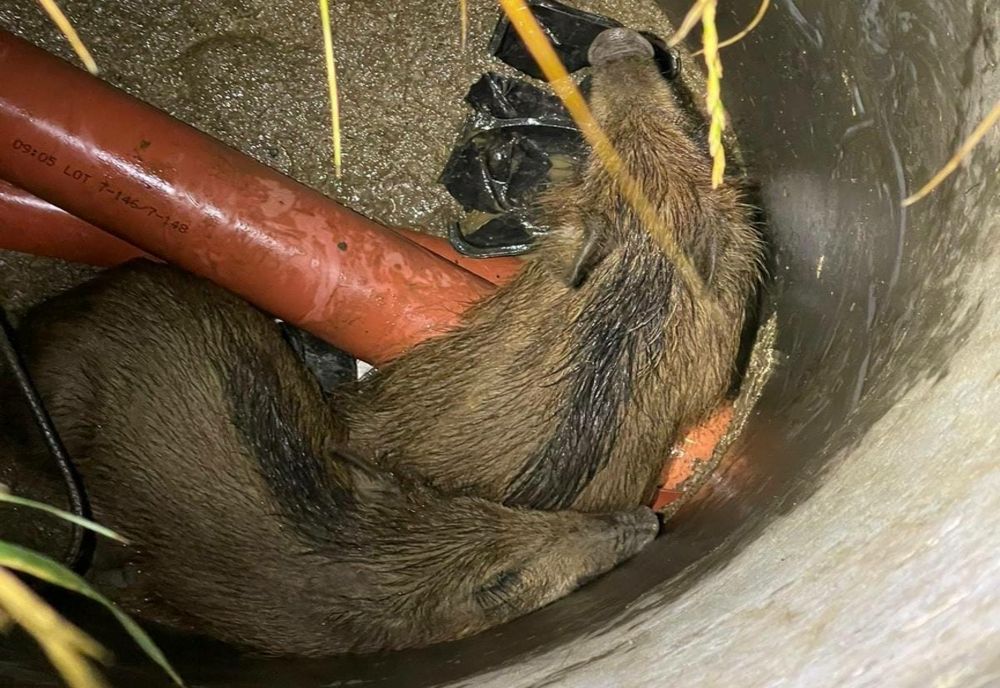 Doi pui de mistreţi salvaţi de pe o stradă din Cluj-Napoca