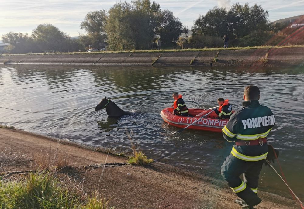 Cal salvat de pompieri după ce a căzut în canalul betonat al râului Someș (FOTO)