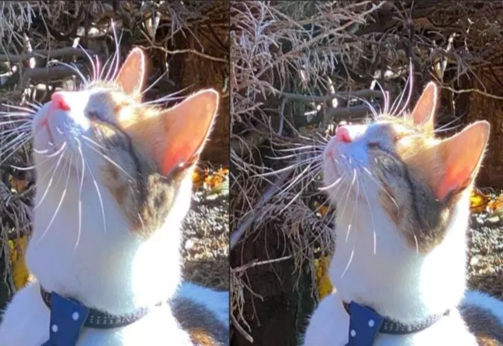 Alertă printre stăpânii de PISICI. Un nou tip de gripă poate provoca ORBIREA