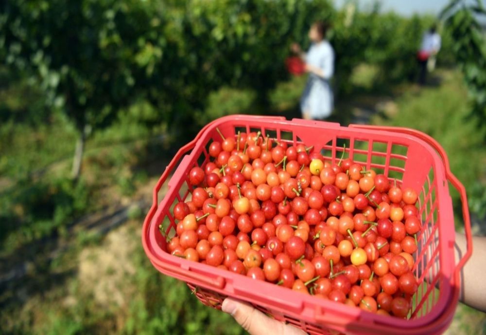 Ce se întâmplă dacă înghiţiţi sâmburi de cireşe. Sunt extrem de toxici