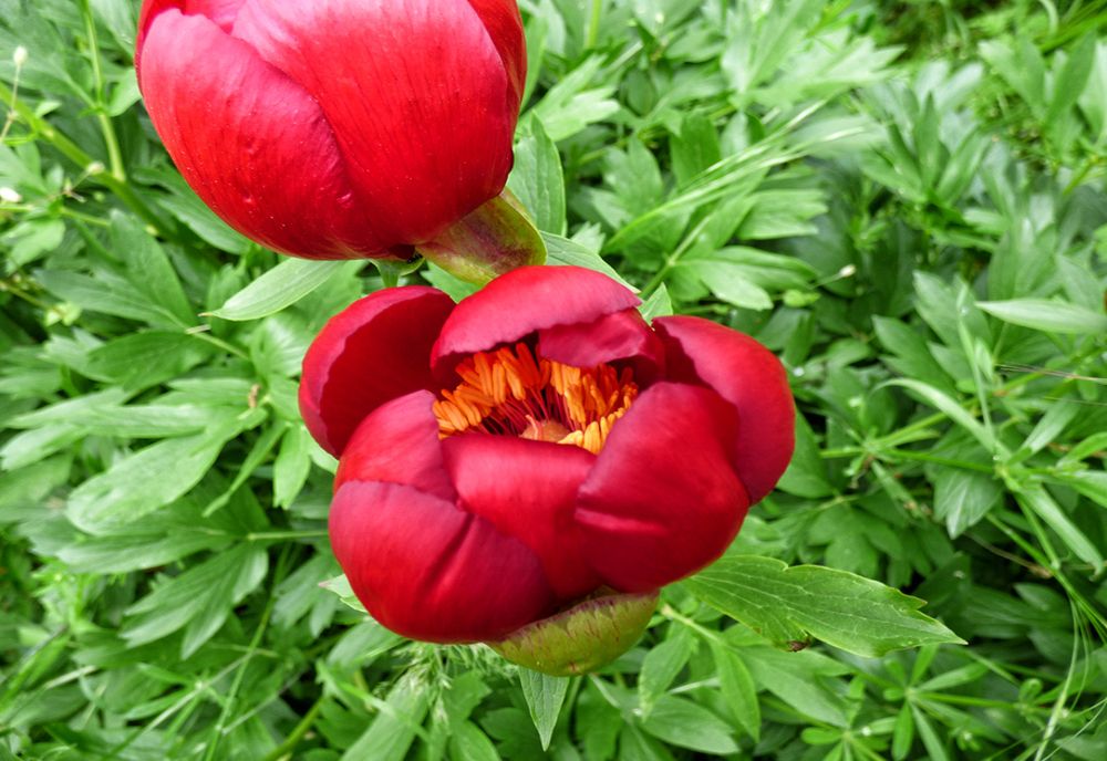Câmp de bujori, floare protejată de lege, distrus cu tractorul - VIDEO