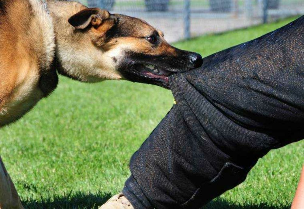 DOSAR PENAL DUPĂ CE O FEMEIE A FOST ATACATĂ DE 11 CÂINI