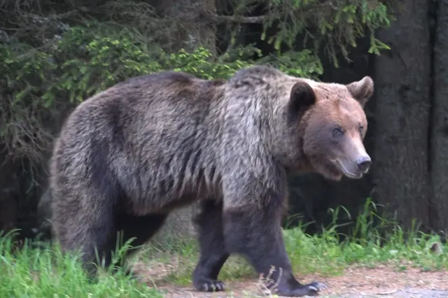 Bărbat atacat de urs în Mureș, după ce mașina a lovit animalul. Victima rămâne internată