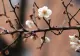 Primăvară „clasică”: meteorologii anunță temperaturi și precipitații normale pentru început de aprilie. Prognoza pe 4 săptămâni