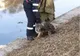 FOTO | Operaţiune de salvare dramatică la Cluj după ce un câine a căzut în râul Someş