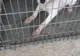 VIDEO | Caz şocant în judeţul Cluj: un bărbat şi-a violat câinele