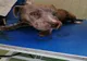 FOTO | Bărbat cercetat de oamenii legii după ce şi-a bătut propriul câine cu o sapă 