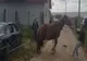Imagini şocante în judeţul Cluj! Cal pus de proprietar să tragă un BMW (VIDEO)