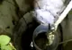 VIDEO | Pompierii dejeni au salvat o pisică dintr-o fântână adâncă de 7 metri
