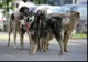 Consiliul Județean Cluj se alătură luptei împotriva abuzurilor față de animale