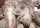 Pestă porcină africană descoperită în două sate din Bistrița-Năsăud! Zona de supraveghere în întinde până în județul Cluj