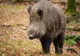 Pesta Porcină Africană confirmată pe un fond de vânătoare din Teaca și pe unul din Malin! Până unde se întinde zona afectată