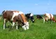 APIA începe  eliberarea de adeverinţe pentru solicitanţii schemei de ajutor de stat în sectorul creşterii animalelor pentru anul 2022