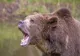 10 sfaturi pentru turiștii care se întâlnesc cu un animal sălbatic