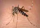 UN NOU DECES ÎNREGISTRAT DIN CAUZA INFECȚIEI CU VIRUSUL WEST NILE