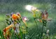 Atenționare meteo emisă de ANM: Toată țară se află sub ploi și vânt până miercuri dimineața