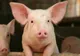 PESTE 600 DE PORCI MORȚI ÎNTR-UN INCENDIU
