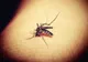 INSP RAPORTEAZĂ 47 DE CAZURI DE INFECȚIE CU VIRUSUL WEST NILE ȘI 4 DECESE