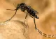 INSP: 2 cazuri de infecție cu virusul West Nile, confirmate în județul Cluj în 2026