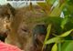  VIDEO. Noi imagini cu Lewis, ursul koala salvat de o femeie din mijlocul flăcărilor 
