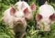 Ministrul Agriculturii cere renunțarea la LEGEA PORCULUI - Animalele pot fi sacrificate în curte