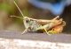 Românii consumă de zeci de ani insecte și nu au habar de asta. LISTA alimentelor care conțin aditivul E120