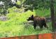 Șerpi, urși și sacali, în apropierea gospodăriilor oamenilor! VIDEO