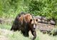 Alertă într-o localitate din judeţul Cluj! A fost semnalată prezenţa unui urs