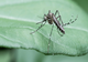 Plantele care alungă țânțarii și insectele nedorite